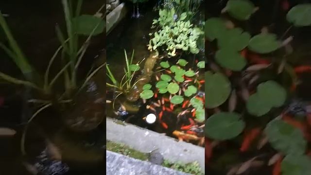 Декоративные карпы смотреть онлайн