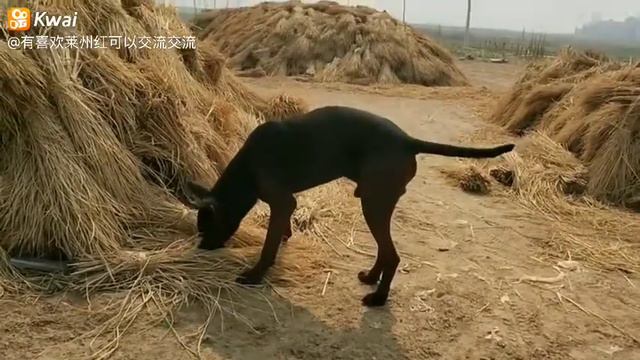 Red dog смотреть онлайн