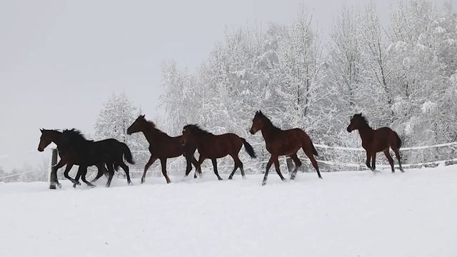 Красивая музыка Сергея Грищука! ПРОСТО НЕВЕРОЯТНАЯ МУЗЫКА! Хочется слушать снова и снова, pелакс смотреть онлайн