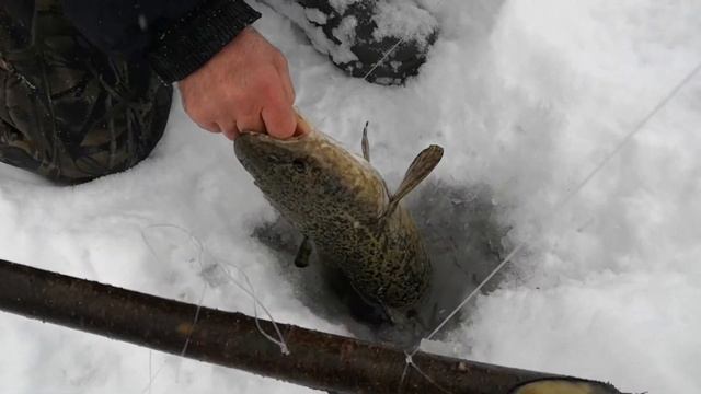 Налим после новоднения с. Джогино смотреть онлайн