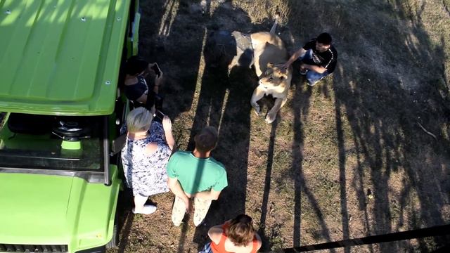 Любуемся с мостиков на прогулку ко львам! смотреть онлайн