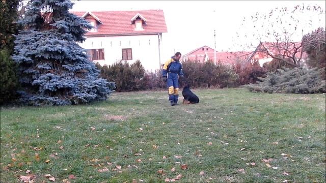 Zen - visi stepen poslusnosti смотреть онлайн