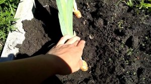 (78) Правильная посадка ИРИСОВ * МОИ ИРИСЫ 13.05.2018