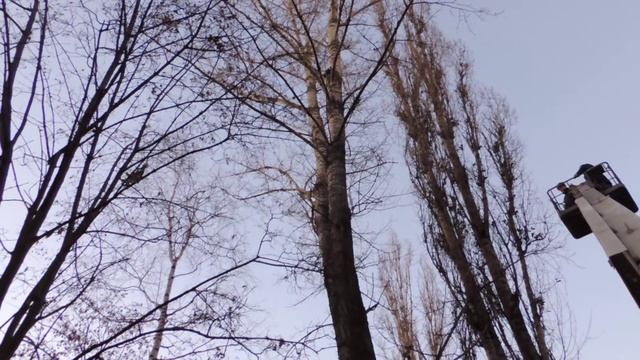 МЧС: снятие кота с дерева -- 1000 рублей! смотреть онлайн