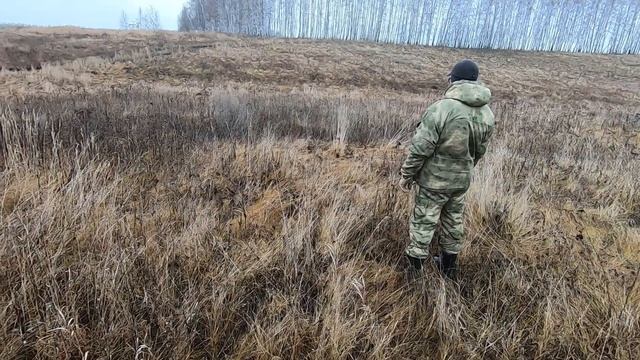 Охота на куропаток.Охота с курцхааром смотреть онлайн