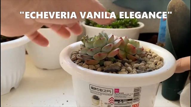 "TRASPLANTANDO MIS NUEVAS SUCULENTAS BELLAS" смотреть онлайн
