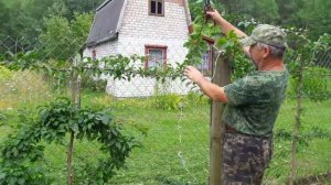 Формировка деревьев в виде пальметты