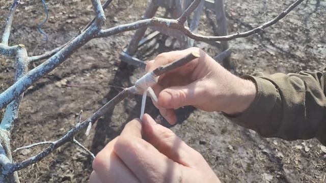 Как ПРИВИВАТЬ Яблоню. Годичный цикл роста ПРИВОЯ смотреть онлайн
