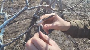 Как ПРИВИВАТЬ Яблоню. Годичный цикл роста ПРИВОЯ