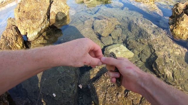 Битва ОСЬМИНОГА и МУРЕНЫ в аквариуме смотреть онлайн