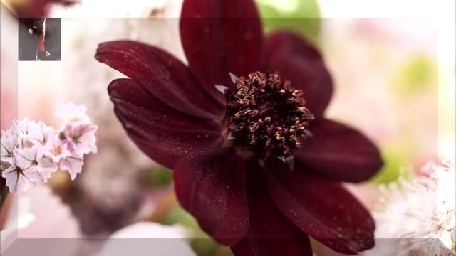 Women & Flowers / Женщины и цветы / Video To Order  (Видео на заказ)