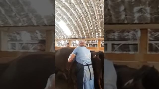 Ректальное исследование коров смотреть онлайн