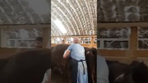 Ректальное исследование коров