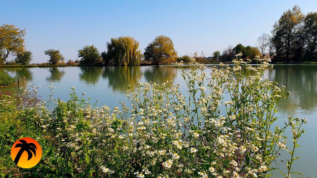 Frogs Croaking, Wind Blows in Trees, Water Flowing and other Nature Sounds смотреть онлайн