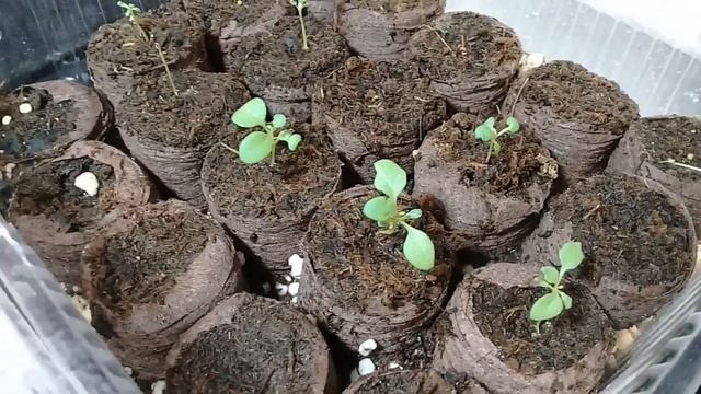 Обзор рассады на 21. 01. 20. Ухаживаю за всходами. Продолжаю посевы. смотреть онлайн