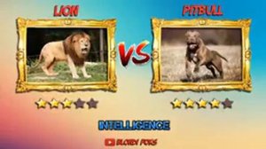 Питбуль против Льва - Лев против Питбуля 2019