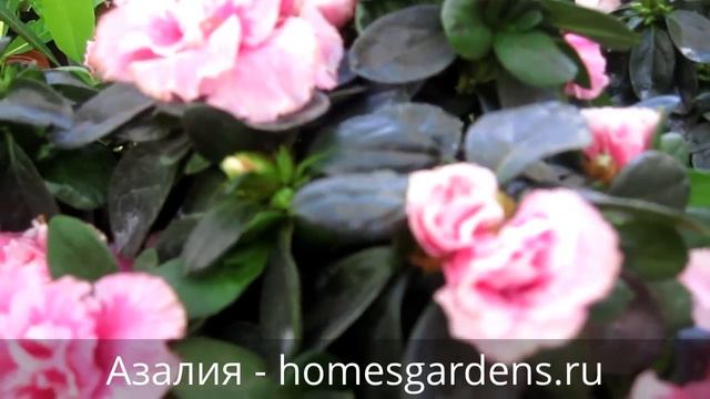 Обильное цветение азалии смотреть онлайн