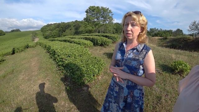 Чайные плантации. Мацеста. И стоки