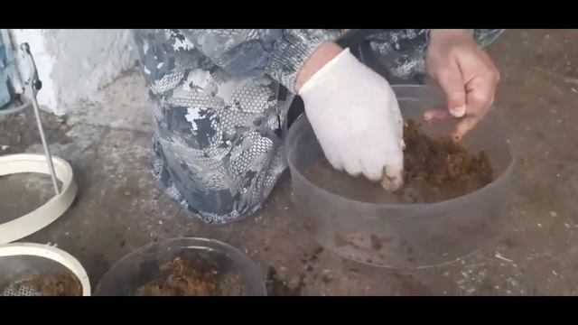 Пищеварение у крс. Сепарация навоза крс. смотреть онлайн