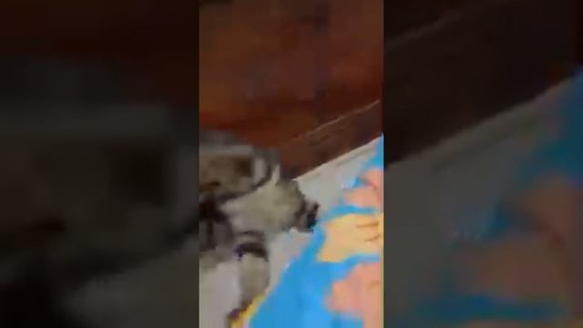 cat videos viral смотреть онлайн