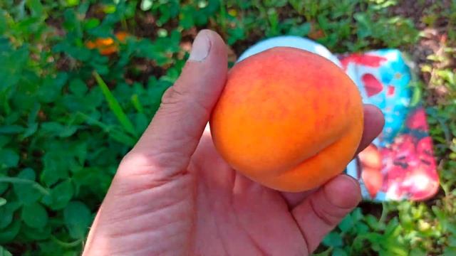 15.08.2021 г. Персик Т-3"Вайн Голд" ( Vine Gold). смотреть онлайн