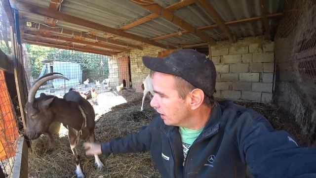 Все о козах или мой личный опыт! Обо всем понемногу... смотреть онлайн