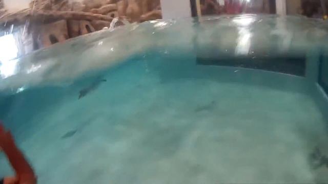 Пингвины Новосибирского зоопарка, лето 2016. смотреть онлайн