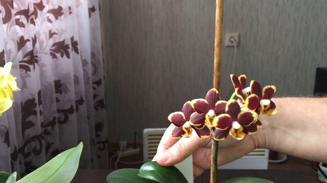 Полный роспуск орхидей Papageno и Golden Pixi смотреть онлайн
