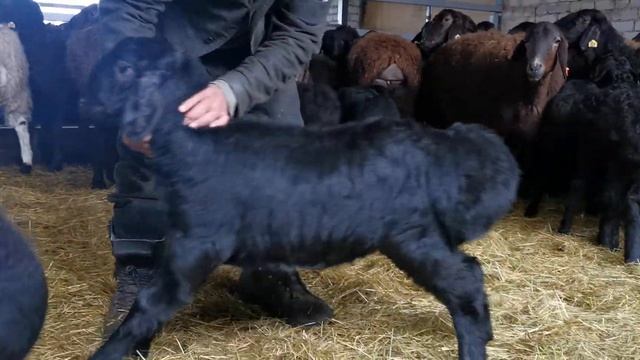 Гиссарские ягнята подросли смотреть онлайн