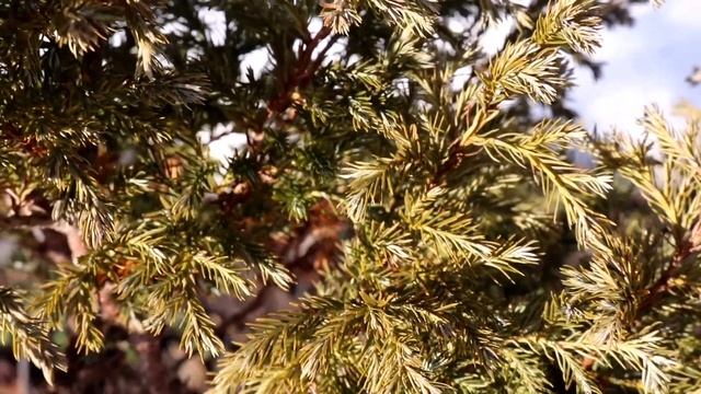 ЧТО ДЕЛАЮТ В МОЖЖЕВЕЛОВОМ САДУ КИПАРИСОВИКИ? смотреть онлайн
