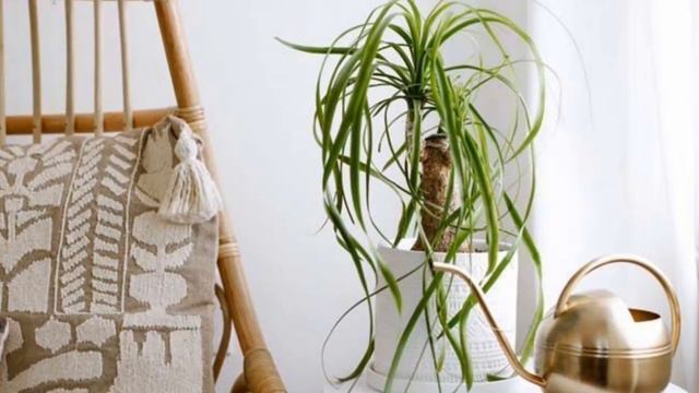 Pata de Elefante o Nolina. Cuidados en maceta, características y reproducción. Beaucarnea recurvata