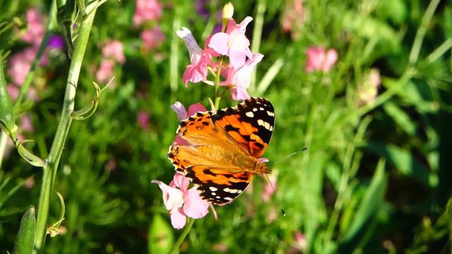 Красивая музыка Сергея Чекалина!Сборник ЛУЧШИХ Мелодий от которых мурашки по телу! Для вас с любовь смотреть онлайн