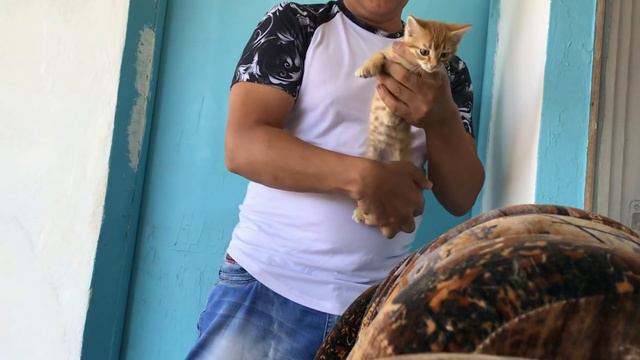 Куда пропал комендант Рыжик? Тайган смотреть онлайн