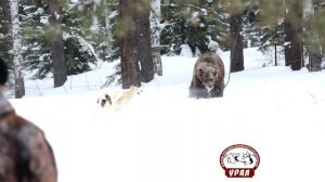 Зверовые лайки России №1 Якименко Олег hunter Russian beast husky