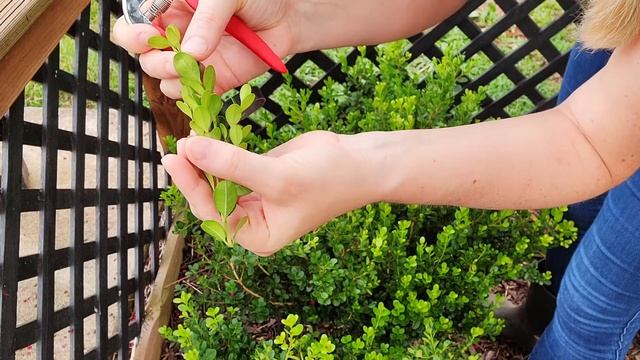 DIY Easy Boxwood (Buxus) Propagation | How To Grow Boxwood From Cuttings & Create Your Own Hedge смотреть онлайн