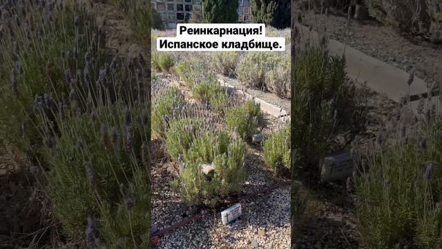 Как из людей делают деревья. Сад Арома на кладбище Монтжуик в Барселоне. смотреть онлайн