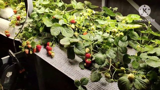 9-17 августа 2023 Дожди заливают, потоп уже наступил, везем ваши Заказы ?, котел, ёмкости, Netafim смотреть онлайн