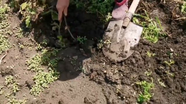 Влог: Переехали на Юг/Работы выше Крыши/Первый Урожай смотреть онлайн