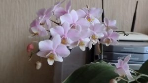 Первичный гибрид, фаленопсис Пинлонг Черии. (Phal. Pinlong Cherry (schilleriana x Cassandra))