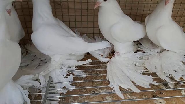 Белые персы 2020 смотреть онлайн