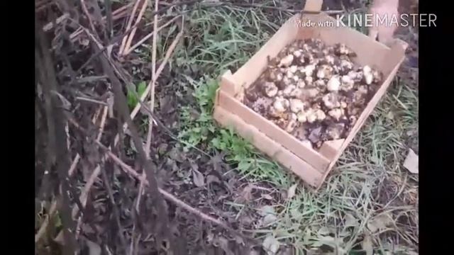Топинамбур(земляная груша)!!!Очень полезный клубень !!!!!!! смотреть онлайн