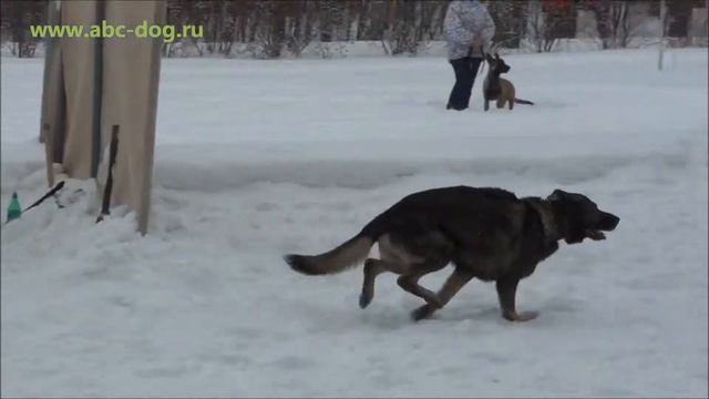 Большой ринг январь 2013. смотреть онлайн
