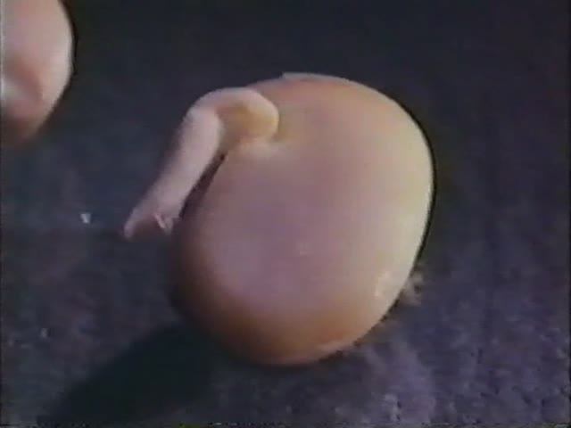 Биология. Строение и жизнедеятельность растений. Развитие растения из семени