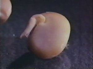 Биология. Строение и жизнедеятельность растений. Развитие растения из семени