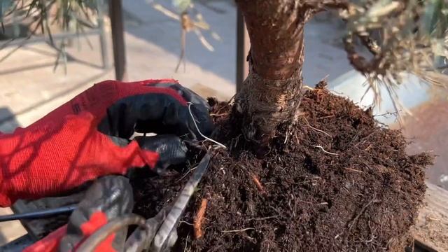 Как сделать бонсай из сосны и можжевельника? смотреть онлайн