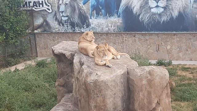Старина Персей наблюдает за своими львицами. #Тайган смотреть онлайн