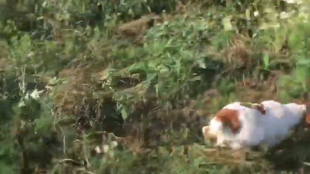 Охота с легавой породы Бретонский Эпаньоль. Работы по куропатке. смотреть онлайн