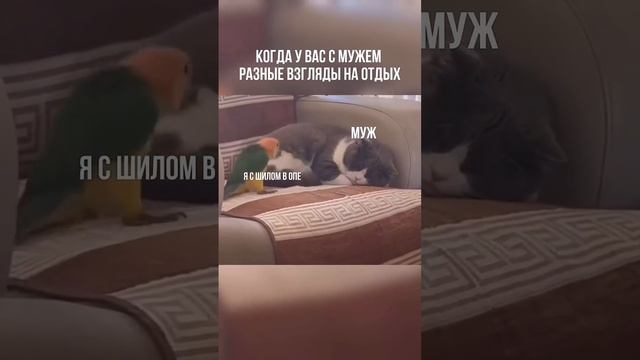 Когда у вас с мужем разные взгляды на отдых. ЮМОР ТВ ОК. смотреть онлайн