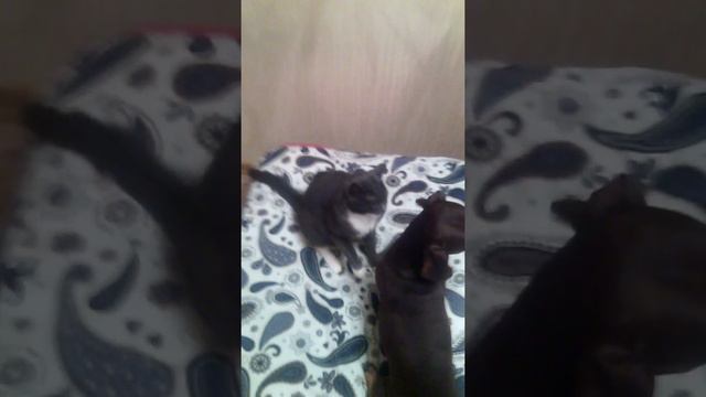 Бои без правил смотреть онлайн