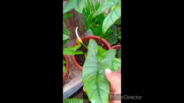 NA MUMULAKLAK ANG ATING ALOCASIA CORAZON😍😍 смотреть онлайн